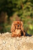 CAVALIER KING CHARLES 747